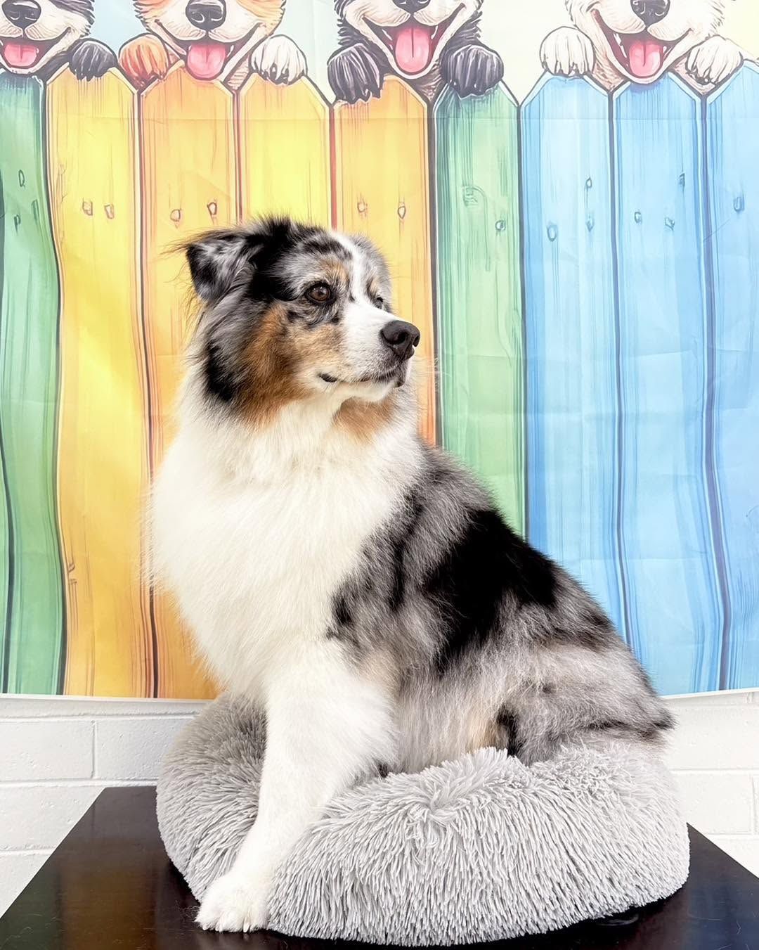 FiveStar Pet grooming Logo